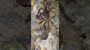 Краб поймал и ест рыбу