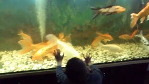 Туник Никита  Аквариум с золотыми рыбками  Санаторий «Хаджибей»  Апрель 2014 г