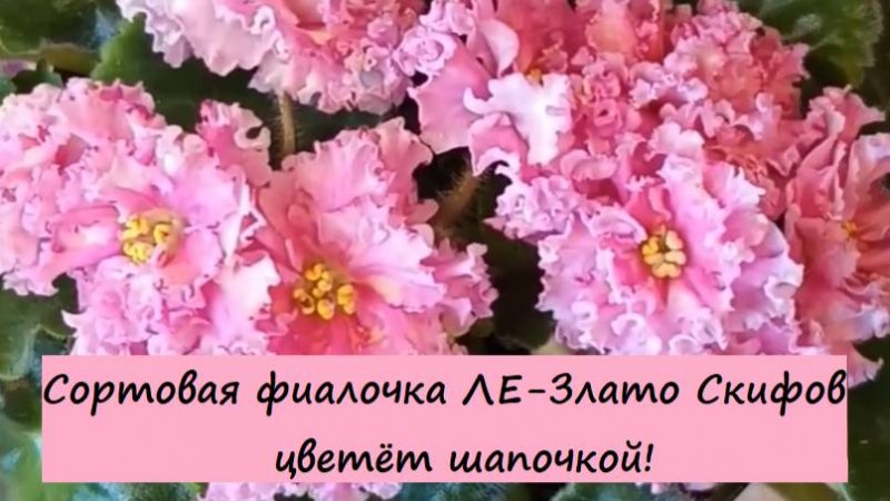 Сортовая фиалочка (сенполия) ЛЕ-Злато Скифов цветёт шапочкой! Для заказа пишите WhatsApp 89101614167