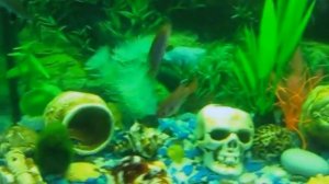 мой аквариум 60 л