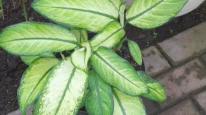 Поделка-кормушка