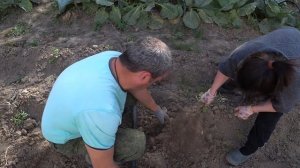 КОПАЮ (ВЫПАХИВАЮ) КАРТОФЕЛЬ ПЛУГОМ. 2022 ГОД. СЫНОК ВЫРОС. МОТОБЛОК УГРА И ПЛУГ ПЦ-1-18