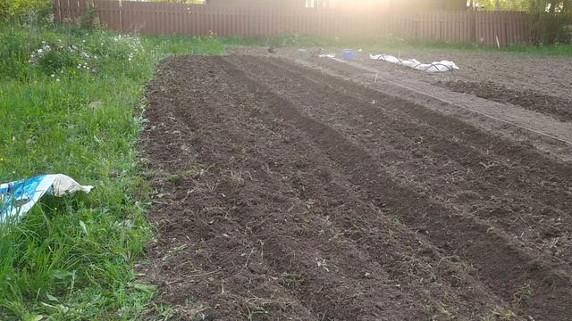 МОТОБЛОК УГРА 9,0 Л.С. . ПРИОБРЕЛ ОКУЧНИК ДЛЯ МОТОБЛОКА УГРА. ПОПРОБОВАЛ ПОСАДКУ КАРТОФЕЛЯ. смотреть онлайн