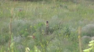 Охота на сурка. Моя первая охота на сурка