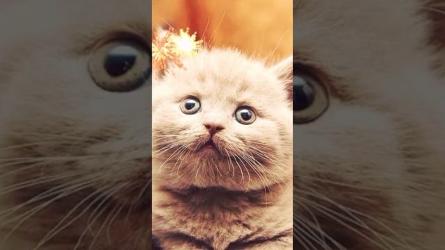 котёнок
