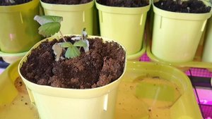 Клубника из семян - трудности выращивания. 3 месяца после посадки.