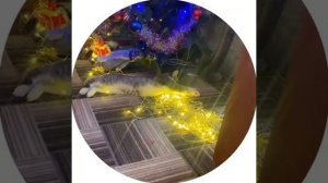 Встретил Новый год #кот #новыйгод #merrychristmas #праздник