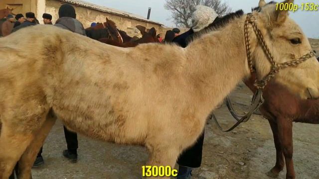 Отбозор Худжанд Спитамен Нов.Сотилган Отларнинг Зурлари.17.01.2021.