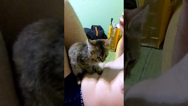 Cat Massage Therapist