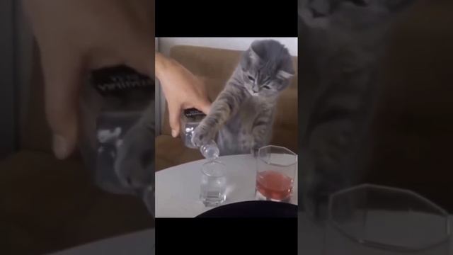 Прикольные зверюшки.