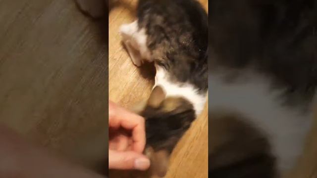 Лёля - фуфысенька и немного дикарка
#всемкота #кошкавдар #ищемдом