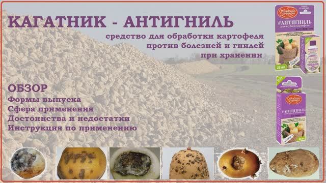 Кагатник Антигниль - экологичный протравитель картофеля от болезней. Обзор