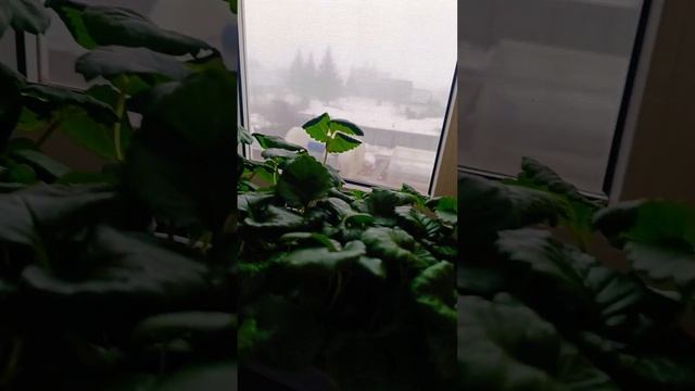 Рассада всегда толстая и крепкая.