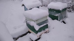 8.01.2021 пасека на связи. Проблемы зимовки. Чем помочь семьям