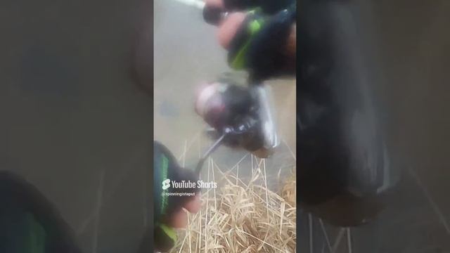 Крупный хариус в Беларуси