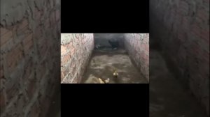 Курица защищает цыплят от змеи.