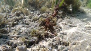 Puri Santrian Bali Sanur