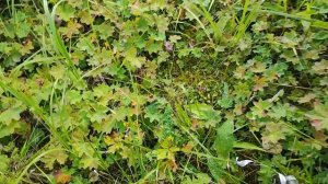 ЦАРСКИЕ ГРИБЫ РЫЖИКИ!!! Сбор рыжиков. ЦАРСКИЙ ГРИБ РЫЖИК