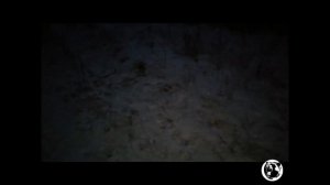 Охота с лайками Охота на лося.Часть2