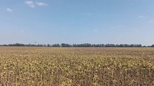 Десикация подсолнечника полет агродрона