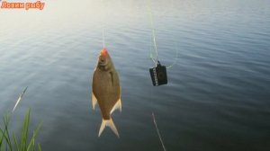 Как поймать ГИГАНТСКОГО леща в октябре Особенности ловли леща в октябре Как ловить леща в октябре