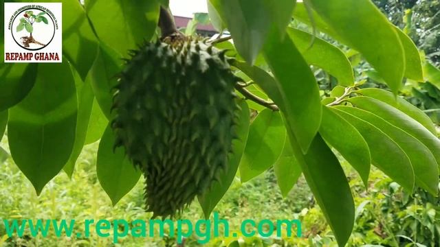 #Soursop  (#Annona_muricata)  for treating #Cancer, #immune booster, #Vitamins
