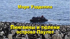 Пингвины и тюлени острова Паулет в море Уэдделла