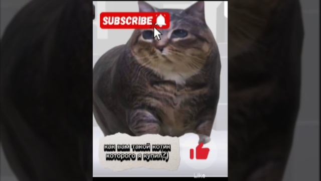 КУПИЛ МИЛОГО КОТИКА 🐱В РОБЛОКС