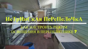 Режим освещения в перепелятнике #20