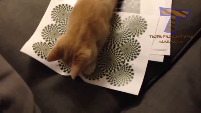 самые смешные коты