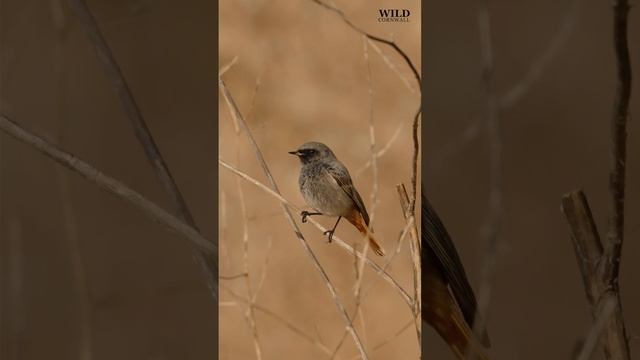 Beautiful Black Redstart in Cornwall