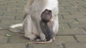 Dodo monyet kecil, sedikit air susu tak membuatnya lemah #tuabangmonkey