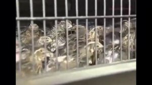 Польза перепелиных яиц