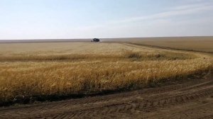 Зил 130 на уборке урожая!!! #Зил 130!!!