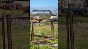 МЕДВЕДЬ ПРОТИВ ЛОСЯ