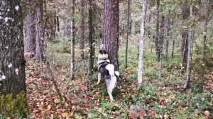 Охота с лайками. Ищем глухарей на болоте.