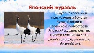 Всемирный День журавля