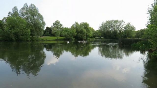Swans and Cygnets on Kingsgate Park Lake смотреть онлайн