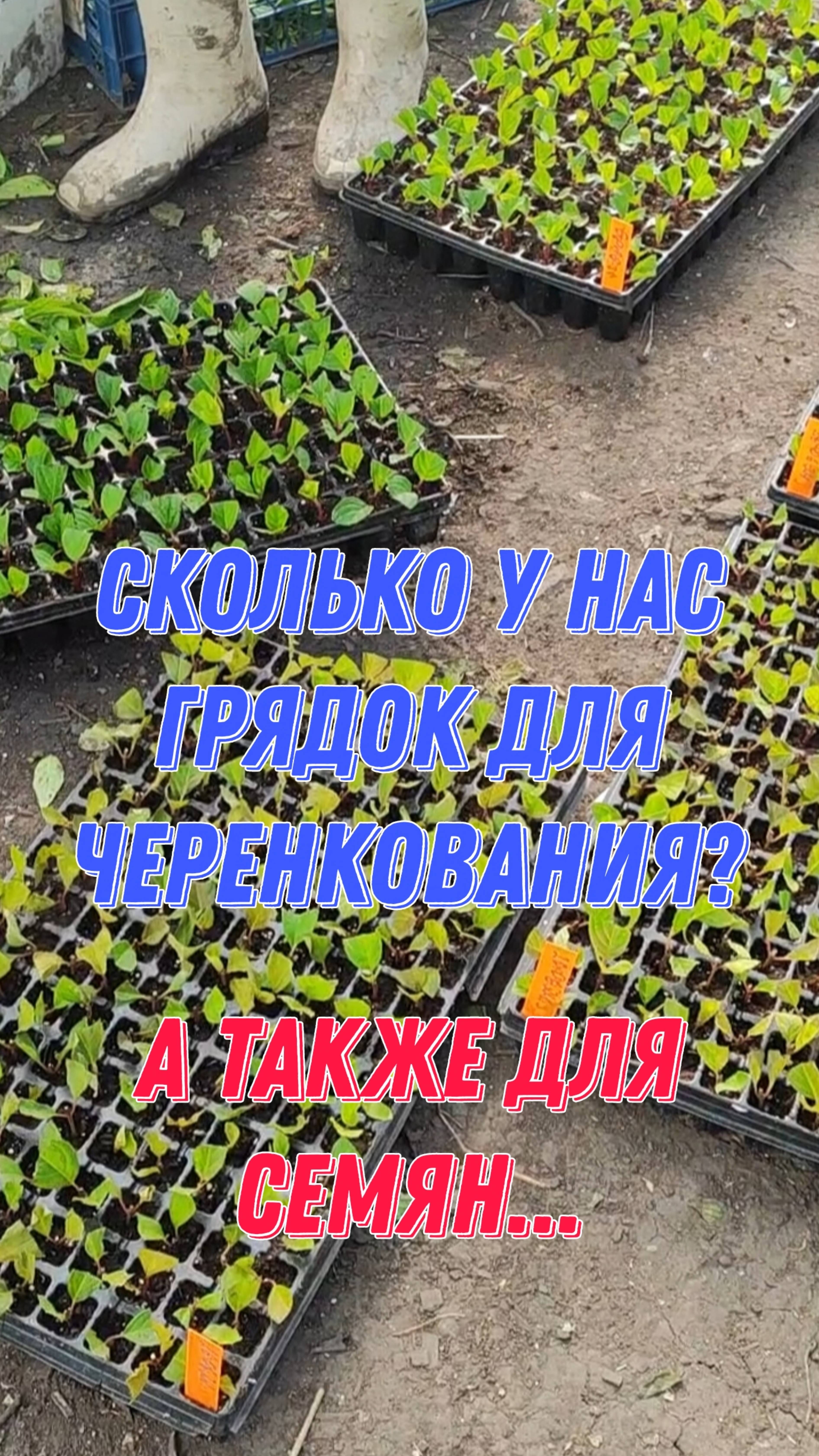 Сколько у нас грядок для черенкования? А также для семян... смотреть онлайн