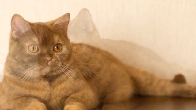 Что мы наделали смотреть онлайн