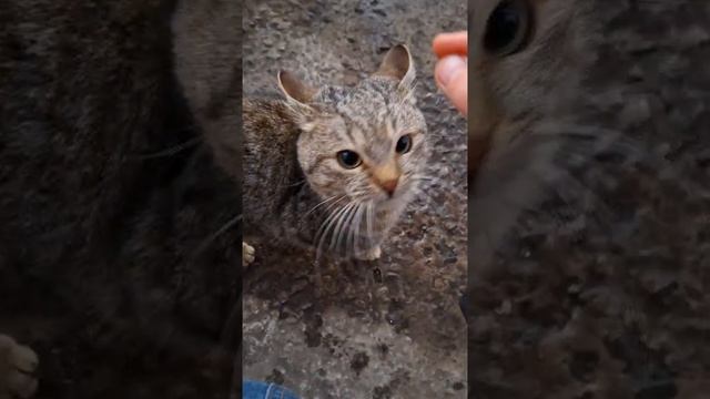 🥺Молодой, до года, ооочень ласковый, просится на ручки🙏
Не понимает, что с ним произошло.