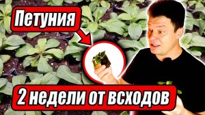 Первые важные подкормки для петунии