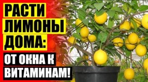 Комнатные цитрусовые растения купить 🔥 Выращивание цитрусовых в домашних условиях