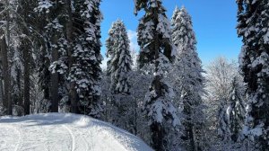 Спуск по ЯВОР-2 с РОЗА ПИК. Красная Поляна. Высота 2320.