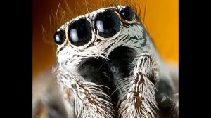 Jumping spider video 13 03 2014