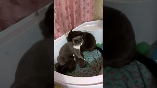 шотландская кошка Кэтти scottish stright очень хорошая мама.#шотландцы