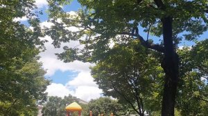 Звук летней цикады в Корее