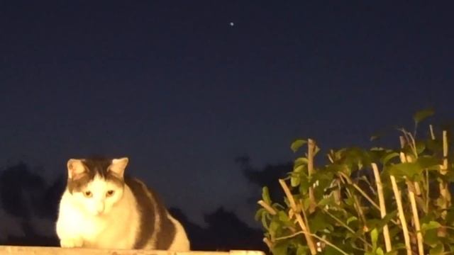 [오키나와] 우미카지 테라스의 석양이 그렇게 멋지다면서?👀 시아와세노 팬케이크의 마지막 손님이 되다 🍑노렌가이 실내포차🌿스트라타 호텔 смотреть онлайн