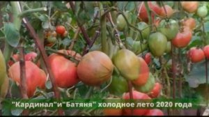 ШПАРГАЛКА 22. Томаты. Болезни. Схема обработки.