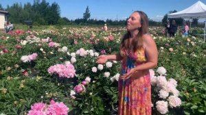 Цветение пионов в нашем питомнике. Отзывы. Пулков сад (2024 г)